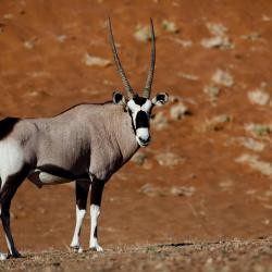 Solitaire Accommodation Deal