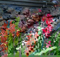 Volcano Rainforest Lodge - Accommodation Deal