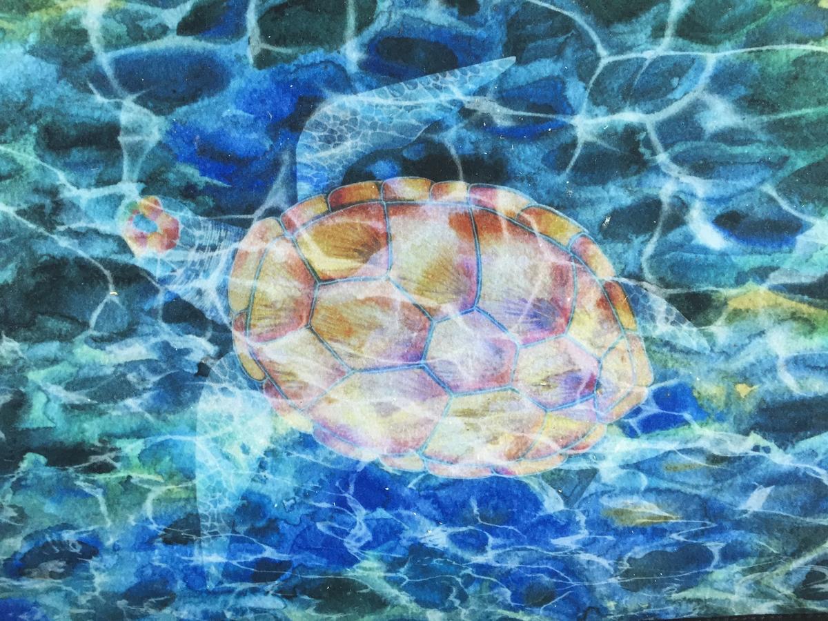 House Of Honu (Turtles), Hawai'i - thumb 16