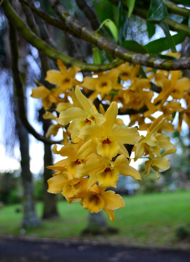 Big Island Hideaway. Aloha Big Island Style - thumb 43