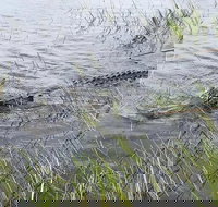 Everglades Airboat Safari - Accommodation Deal