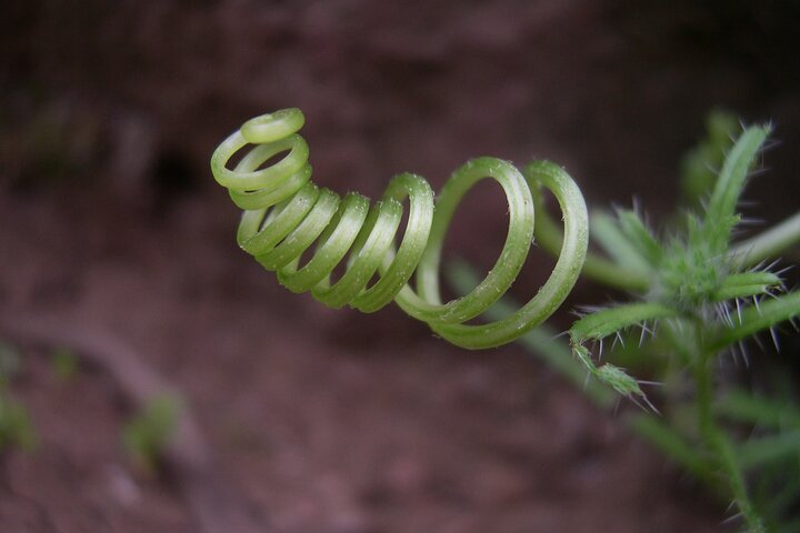 Family Nature Walk In The Foothills Of Orange - thumb 1