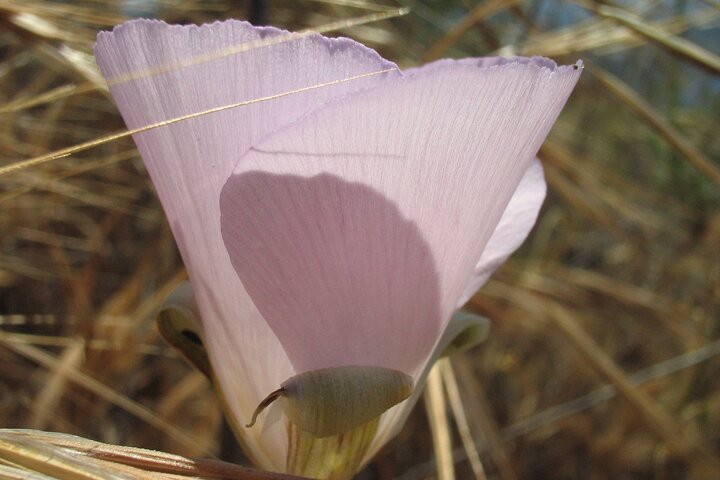 Family Nature Walk In The Foothills Of Orange - thumb 2