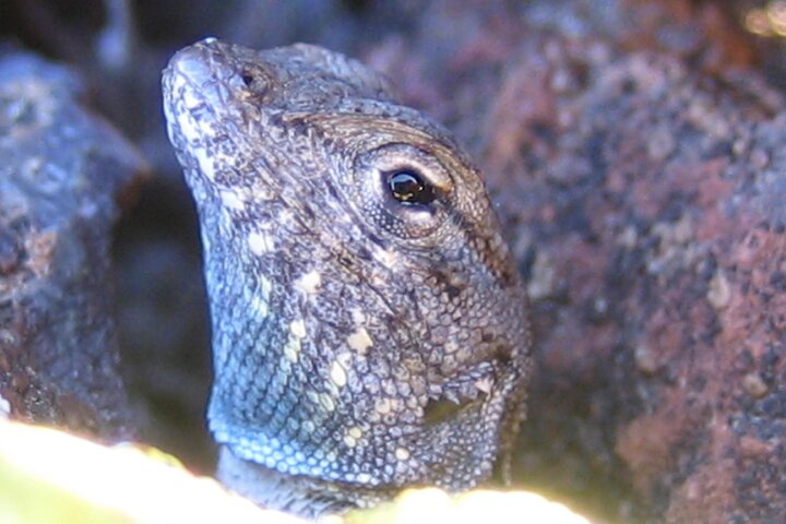 Family Nature Walk In The Foothills Of Orange - thumb 3