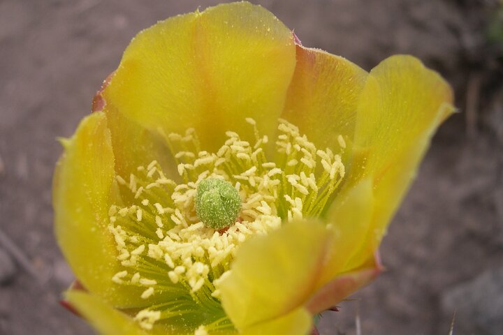 Family Nature Walk In The Foothills Of Orange - thumb 5