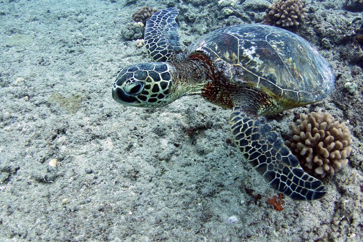 Oahu Catamaran Cruise: Wildlife, Snorkeling And A Hawaiian Meal - thumb 1