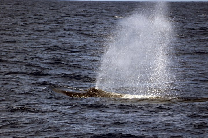 Oahu Catamaran Cruise: Wildlife, Snorkeling And A Hawaiian Meal - thumb 2
