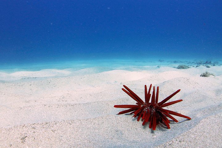 Oahu Catamaran Cruise: Wildlife, Snorkeling And A Hawaiian Meal - thumb 3