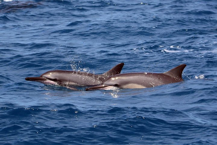 Oahu Catamaran Cruise: Wildlife, Snorkeling And A Hawaiian Meal - thumb 4