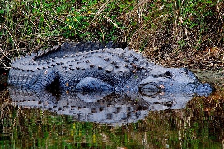 VIP Private Historic And Nature Tour Of Fort Myers - thumb 2